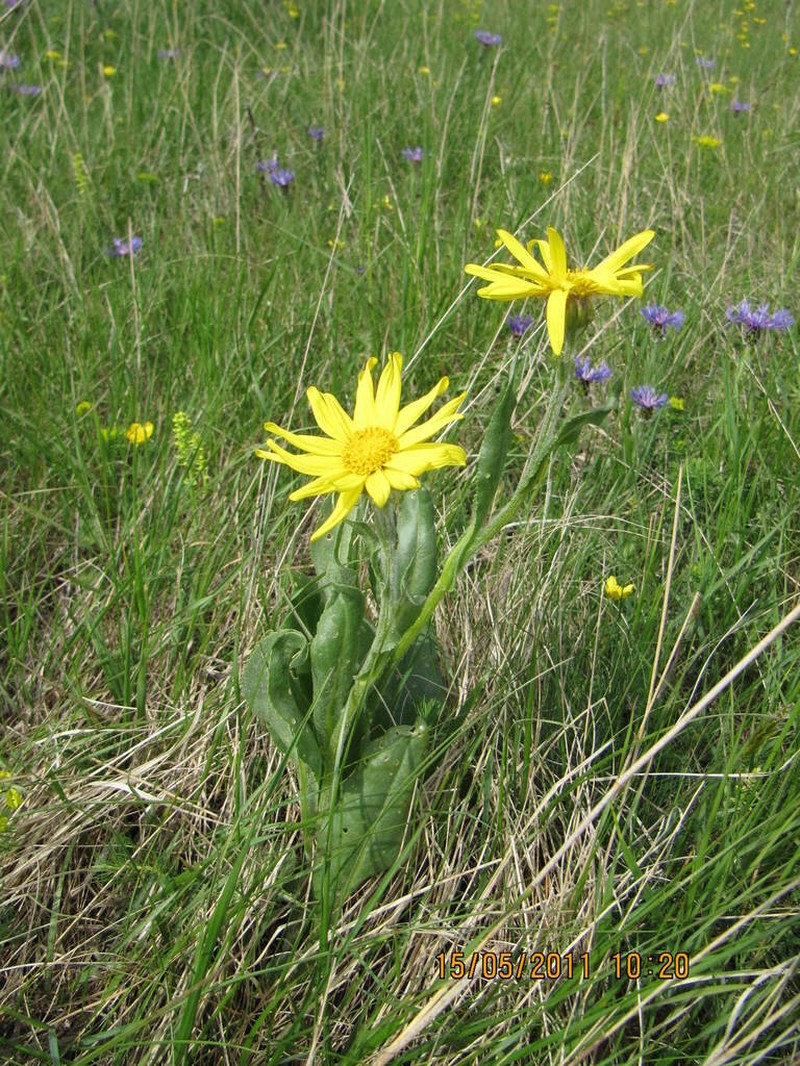 Senecio scopolii
