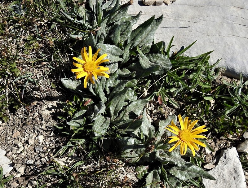Senecio scopolii photo 2