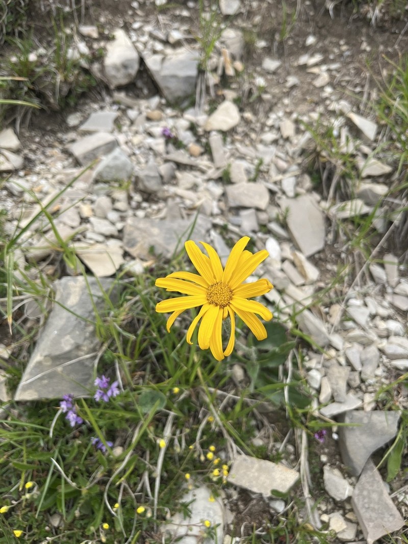 Senecio scopolii photo 3