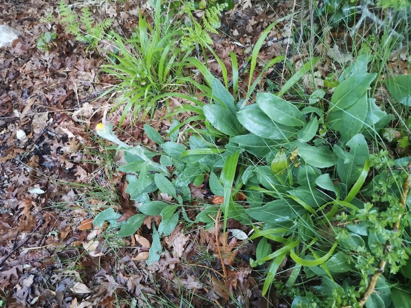 Senecio scopolii photo 4