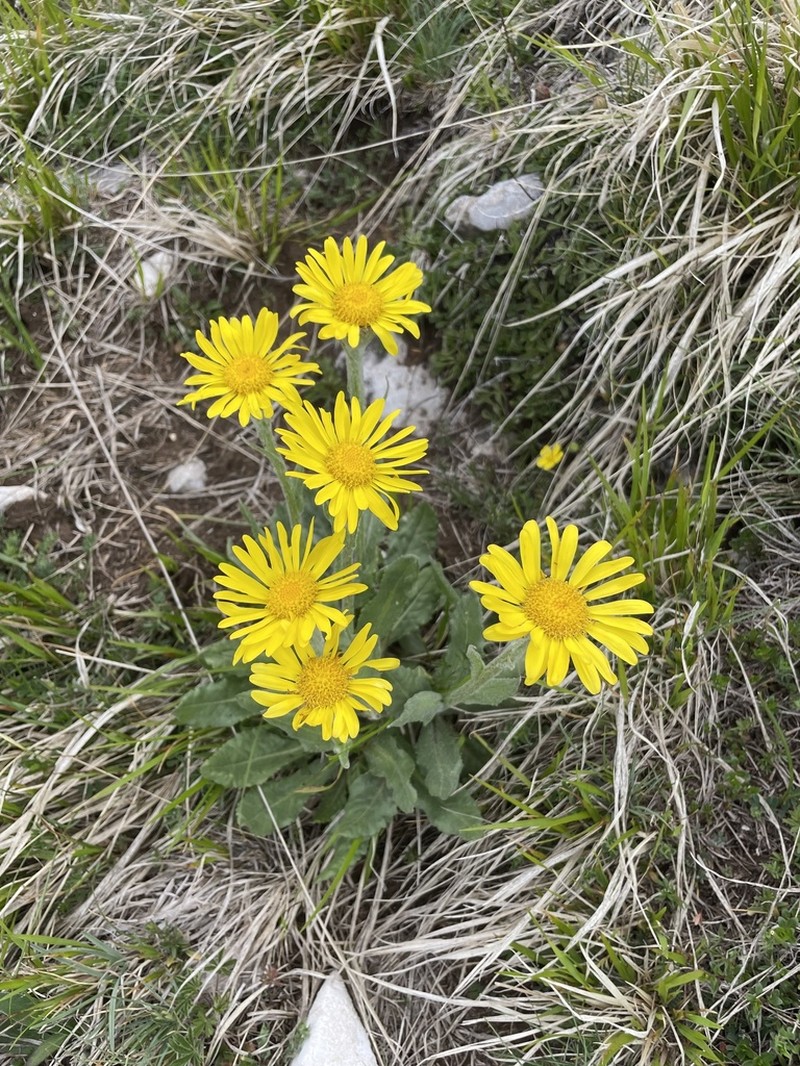 Senecio scopolii photo 5