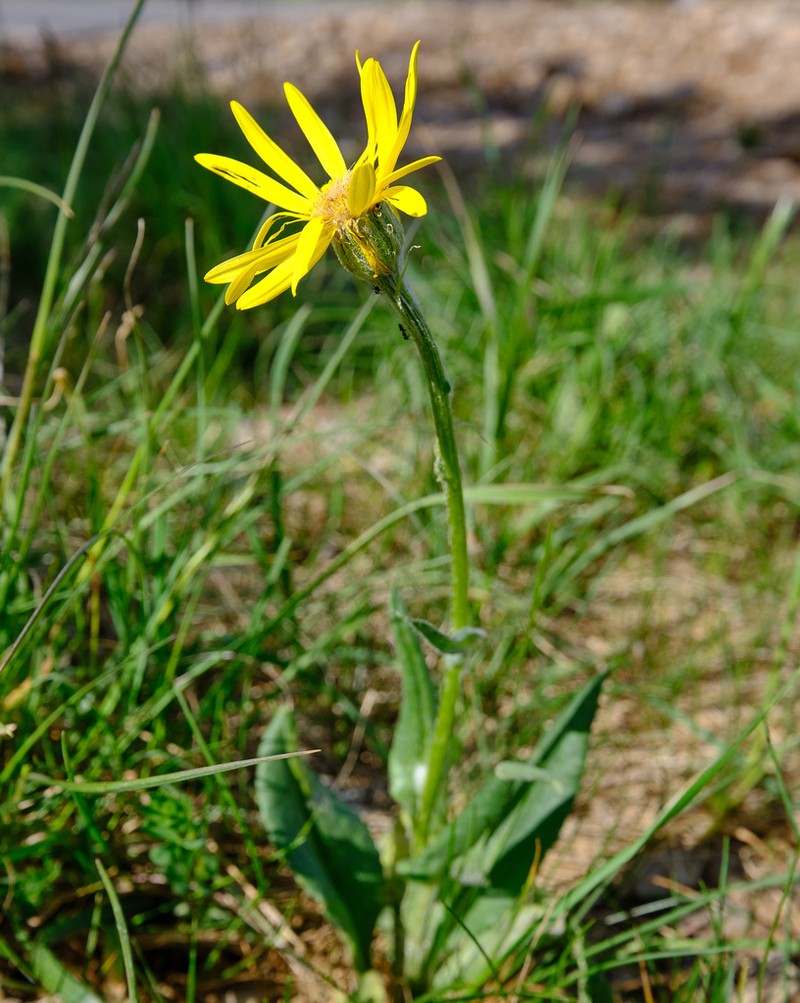 Senecio scopolii photo 6
