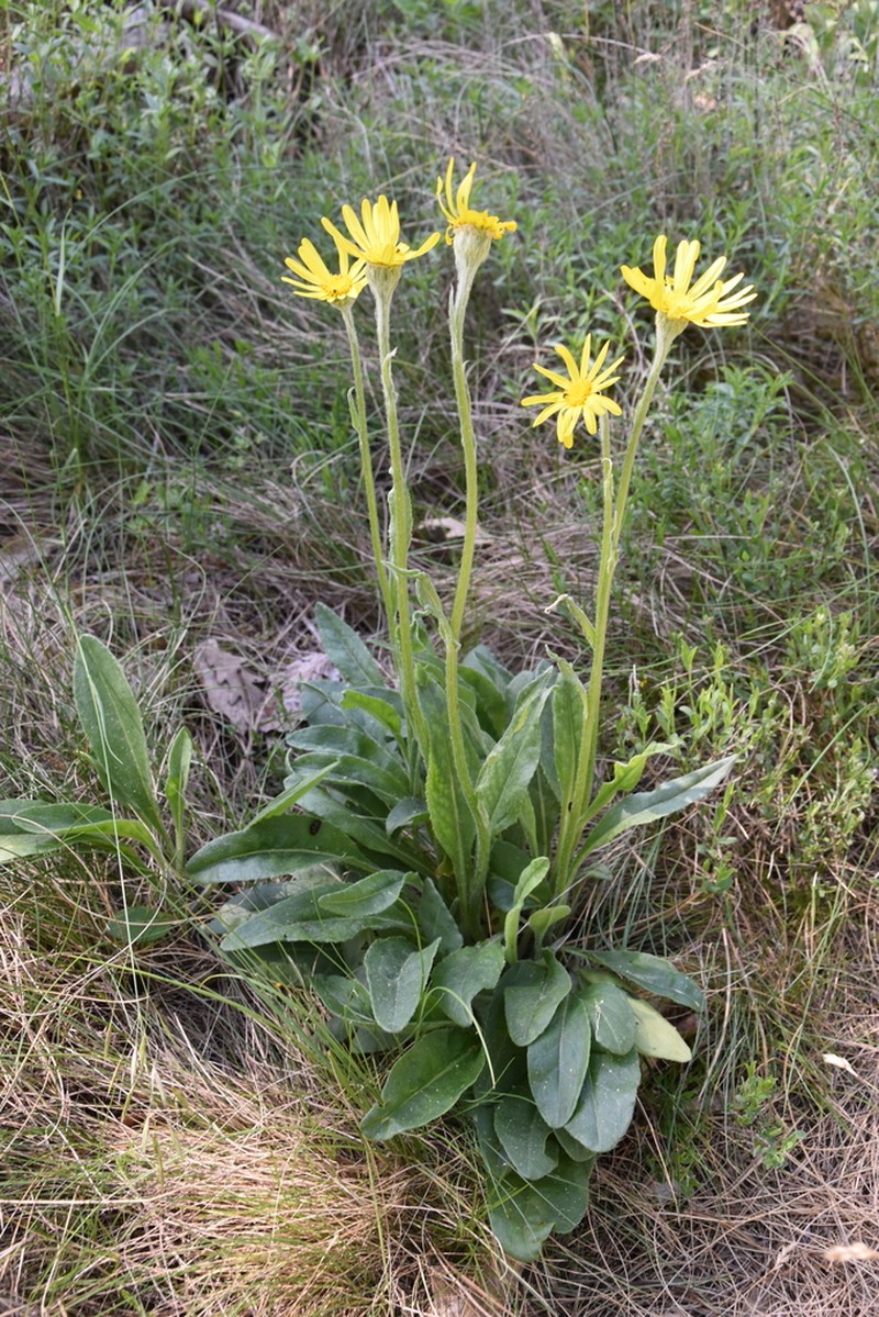 Senecio scopolii photo 7