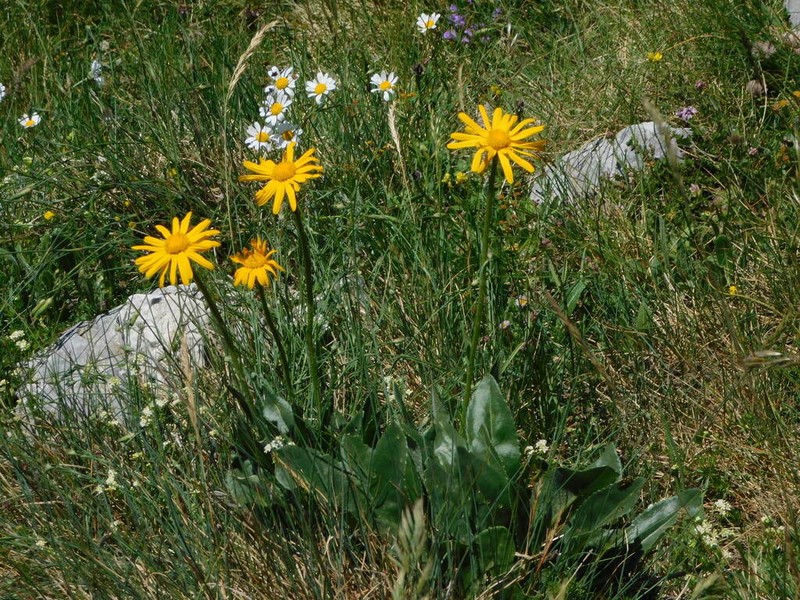 Senecio scopolii photo 8