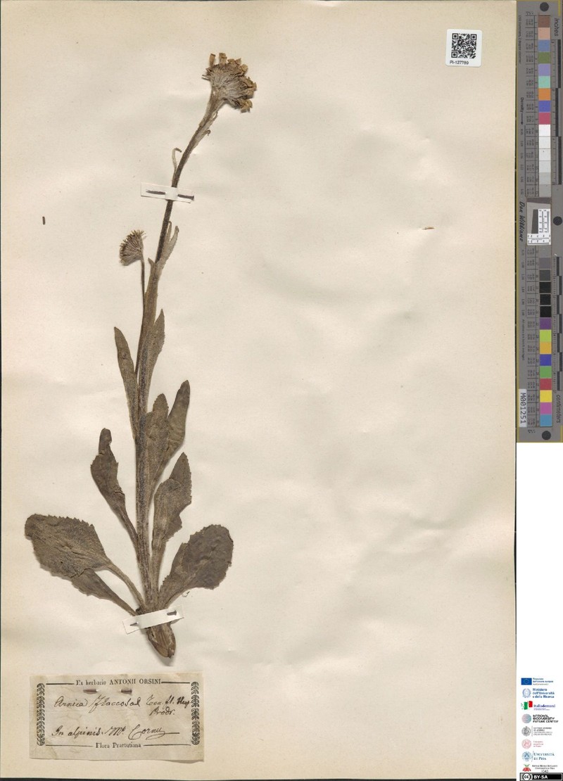 Senecio scopolii subsp. floccosus photo 3