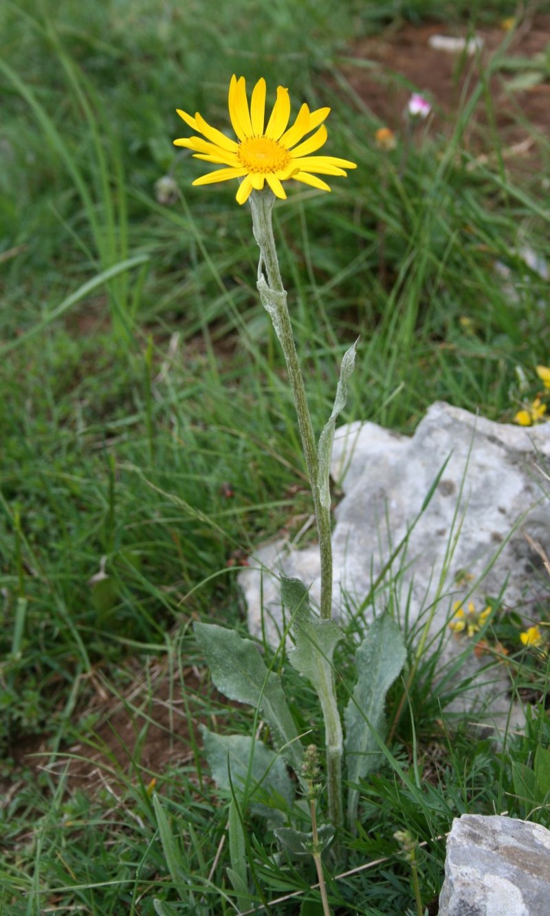 Senecio scopolii subsp. floccosus