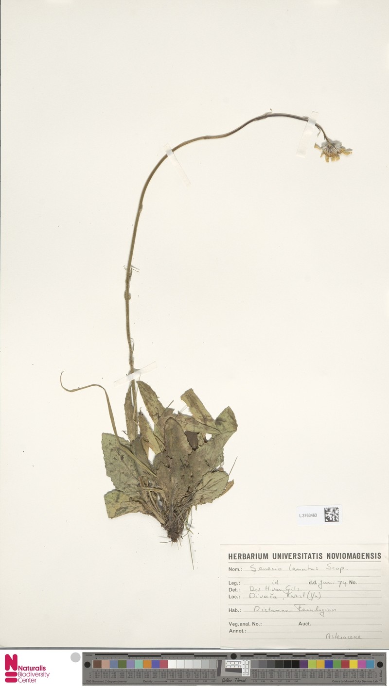 Senecio scopolii subsp. scopolii