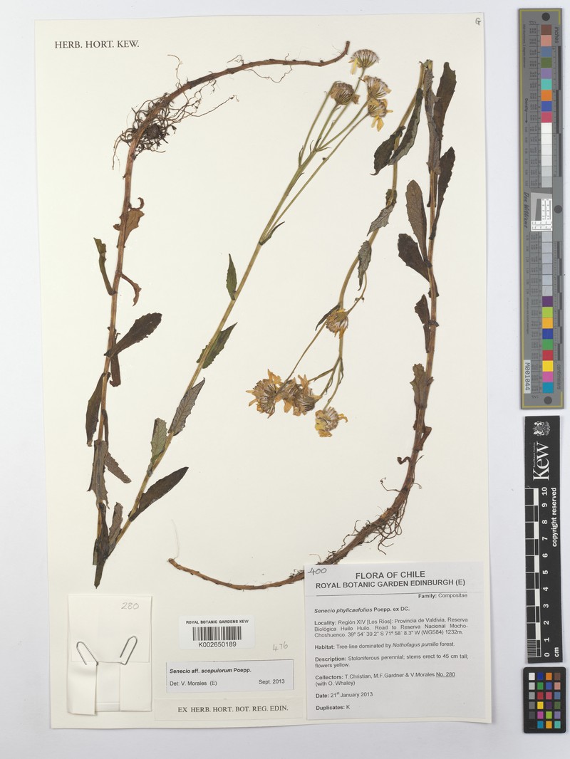 Senecio scopulorum