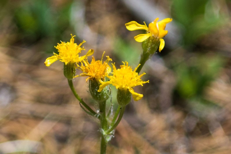 Sierra Ragwort photo 3