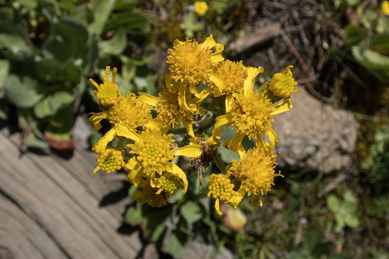 Sierra Ragwort photo 4