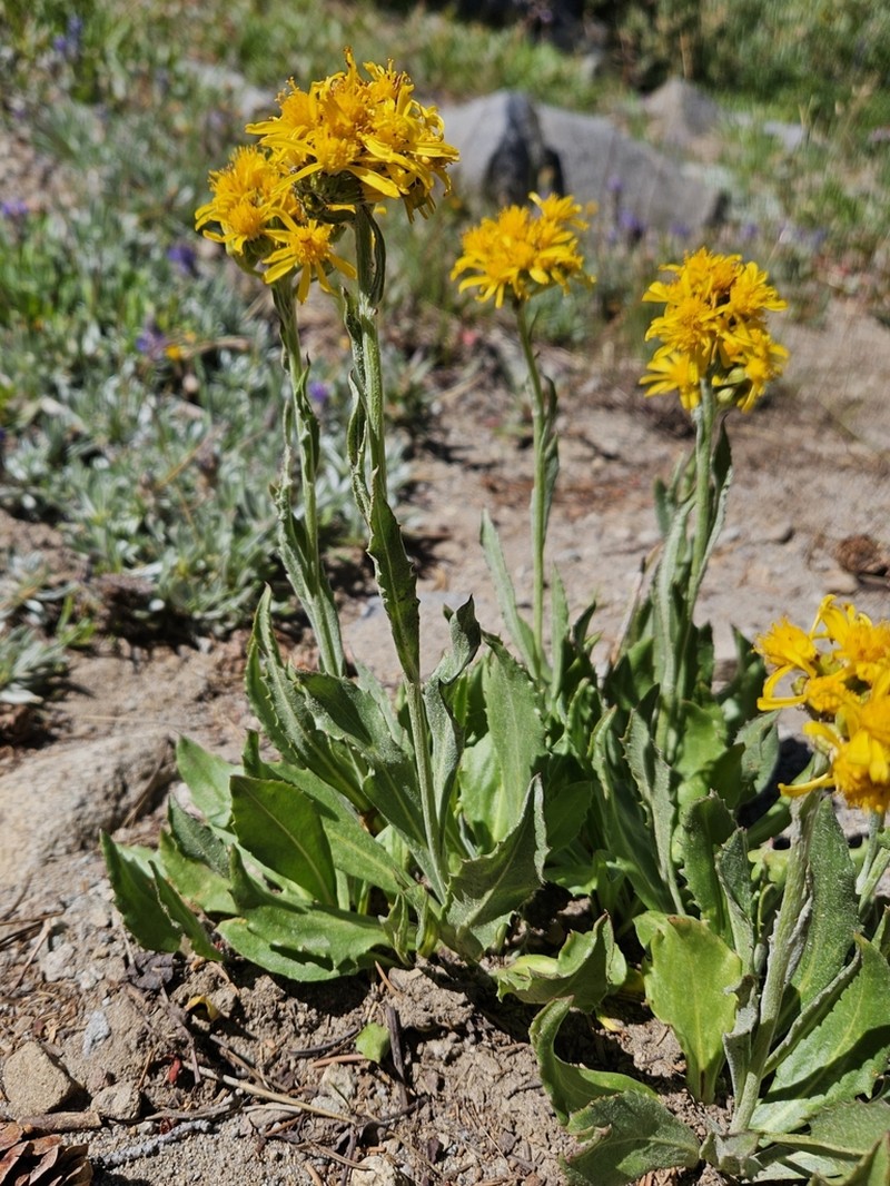 Sierra Ragwort photo 5