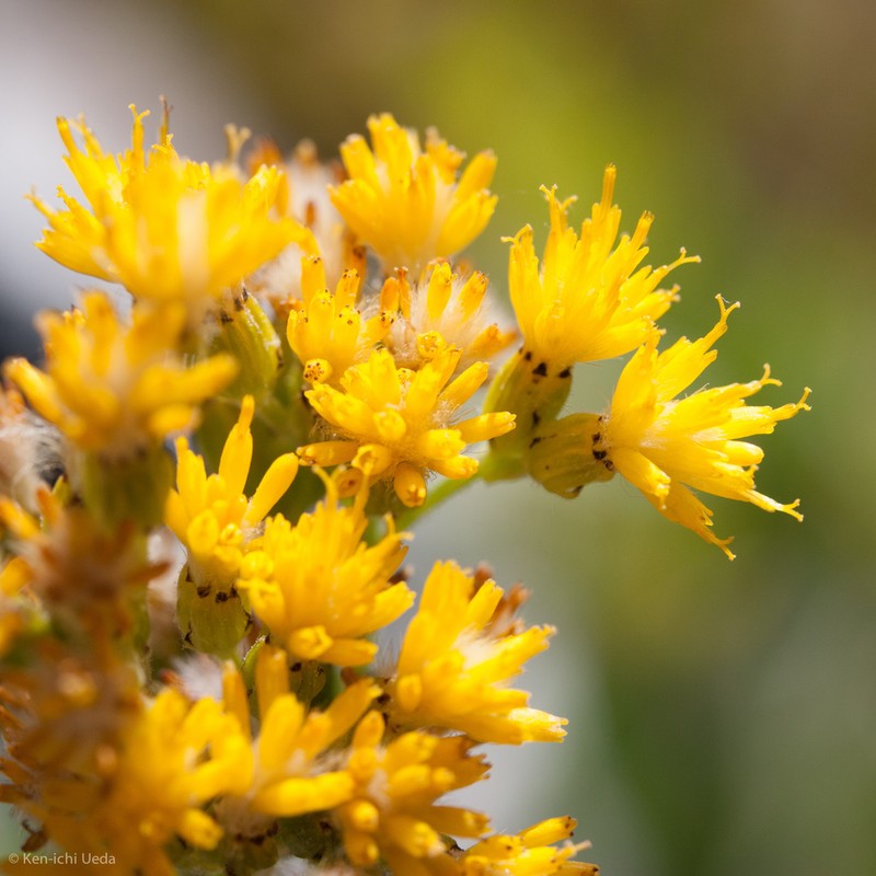 Sierra Ragwort photo 6
