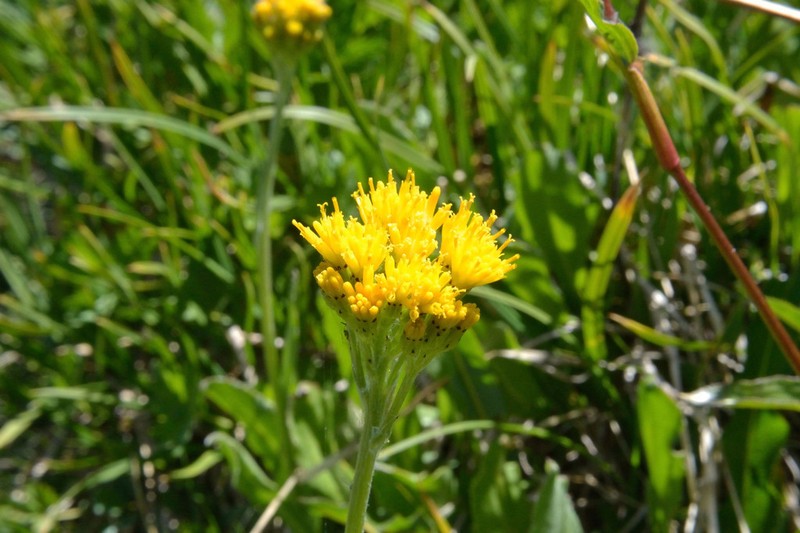 Sierra Ragwort photo 7