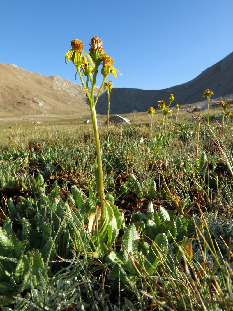 Sierra Ragwort photo 8