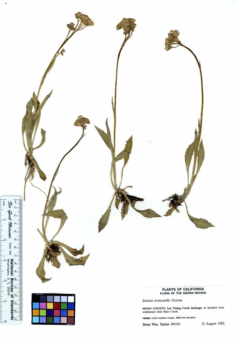 Sierra Ragwort photo 2