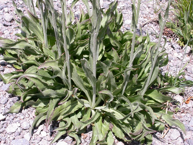 Sierra Ragwort photo 3
