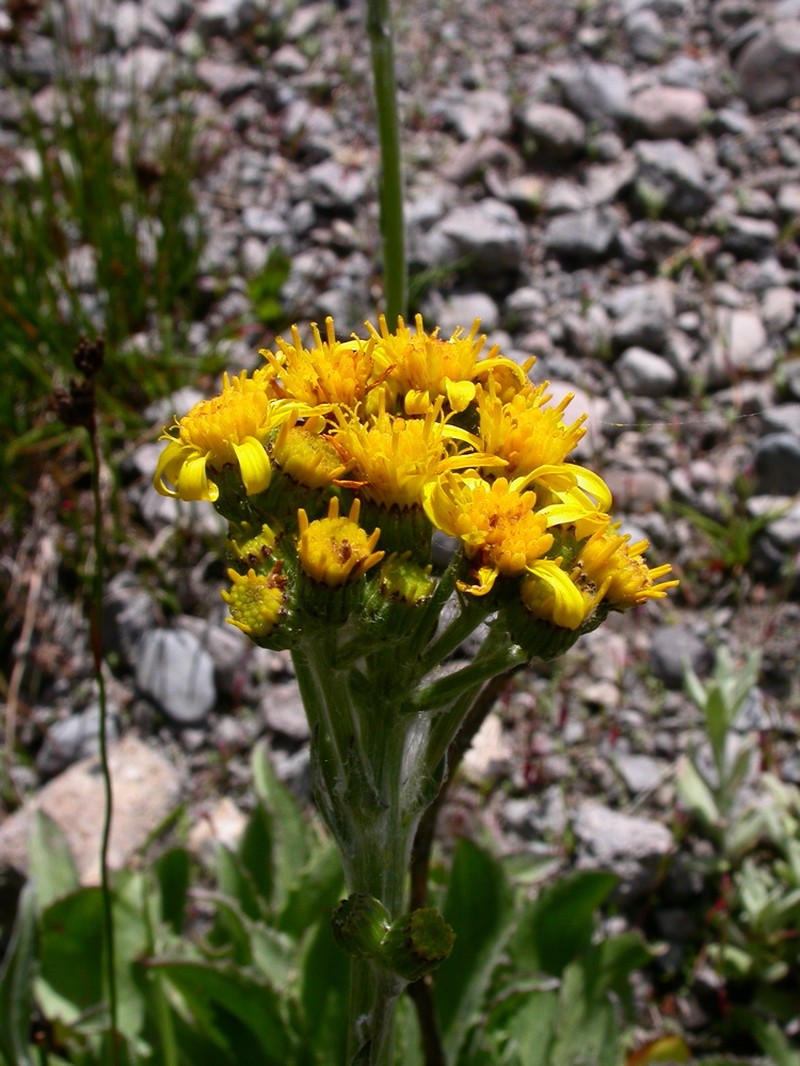 Sierra Ragwort photo 4