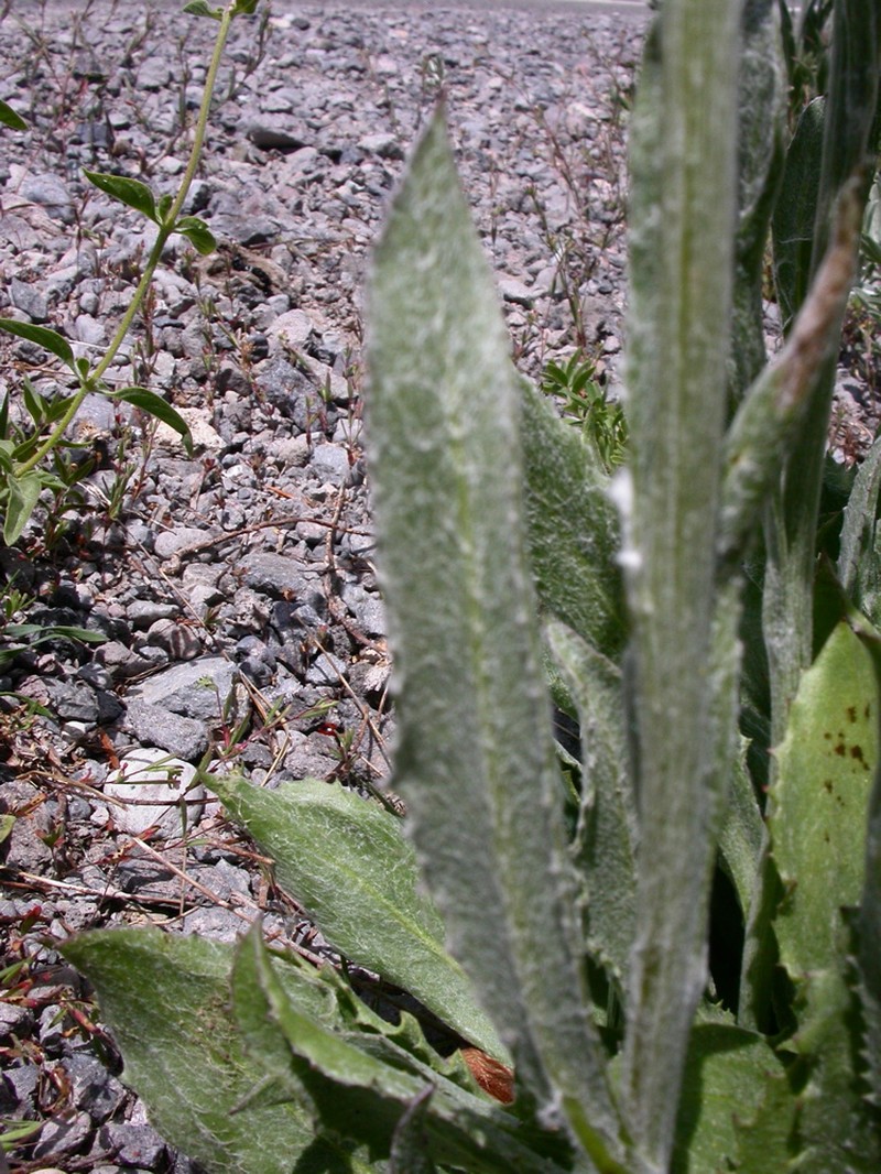 Sierra Ragwort photo 5