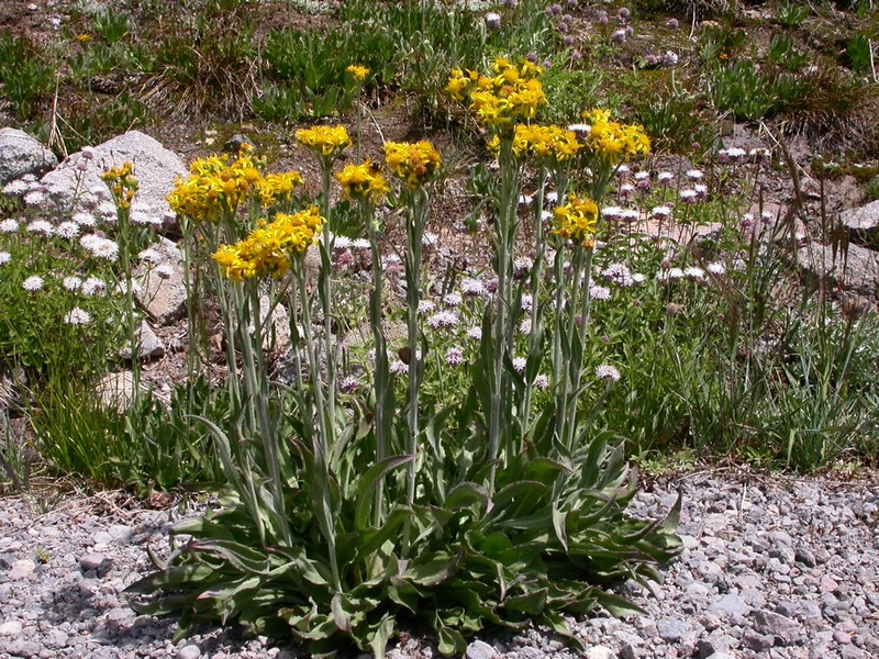 Sierra Ragwort
