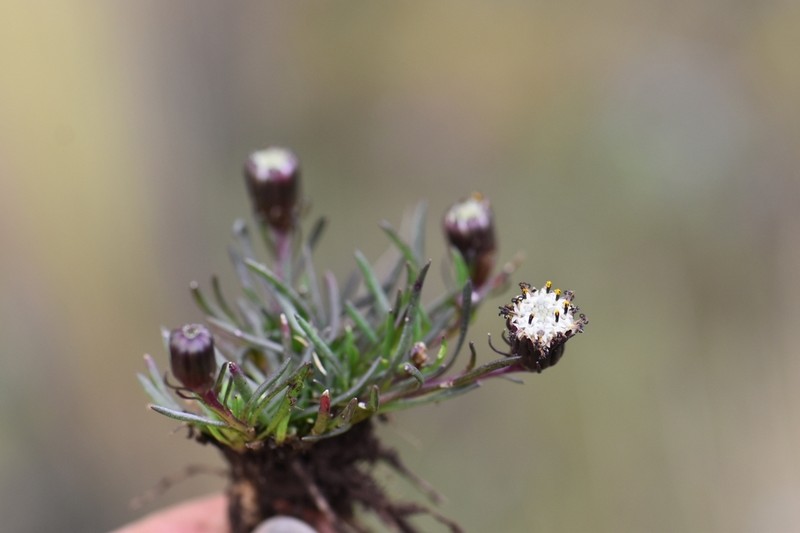 Senecio scorzonerifolius photo 2