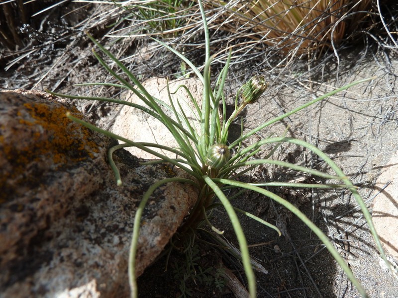 Senecio scorzonerifolius photo 4