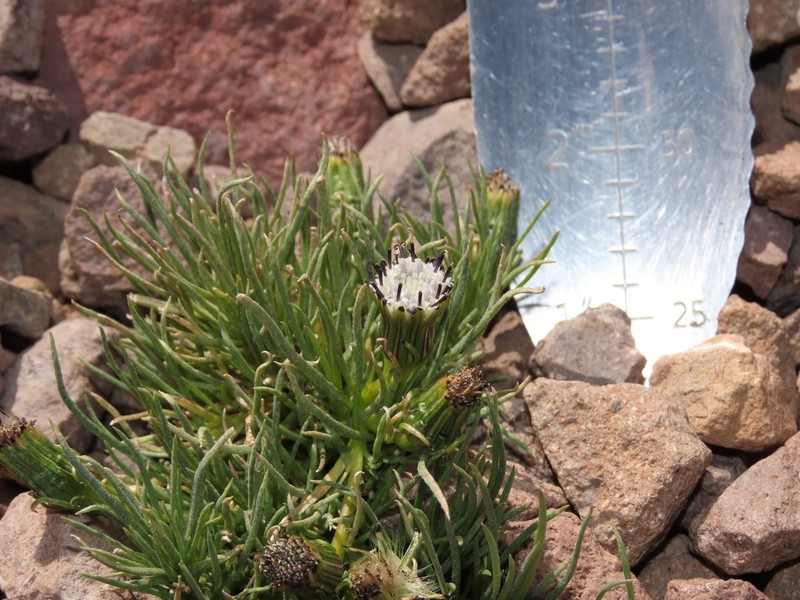 Senecio scorzonerifolius photo 5