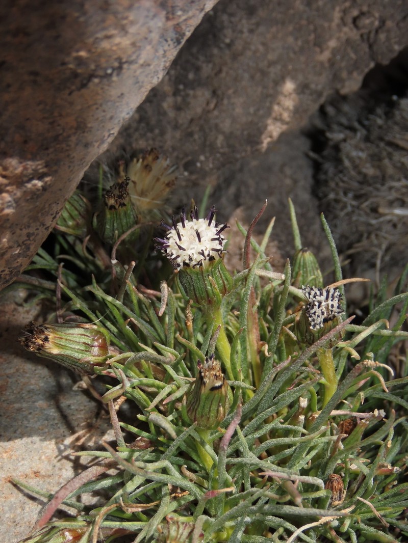 Senecio scorzonerifolius photo 6
