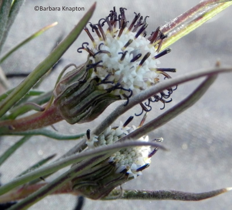 Senecio scorzonerifolius photo 7
