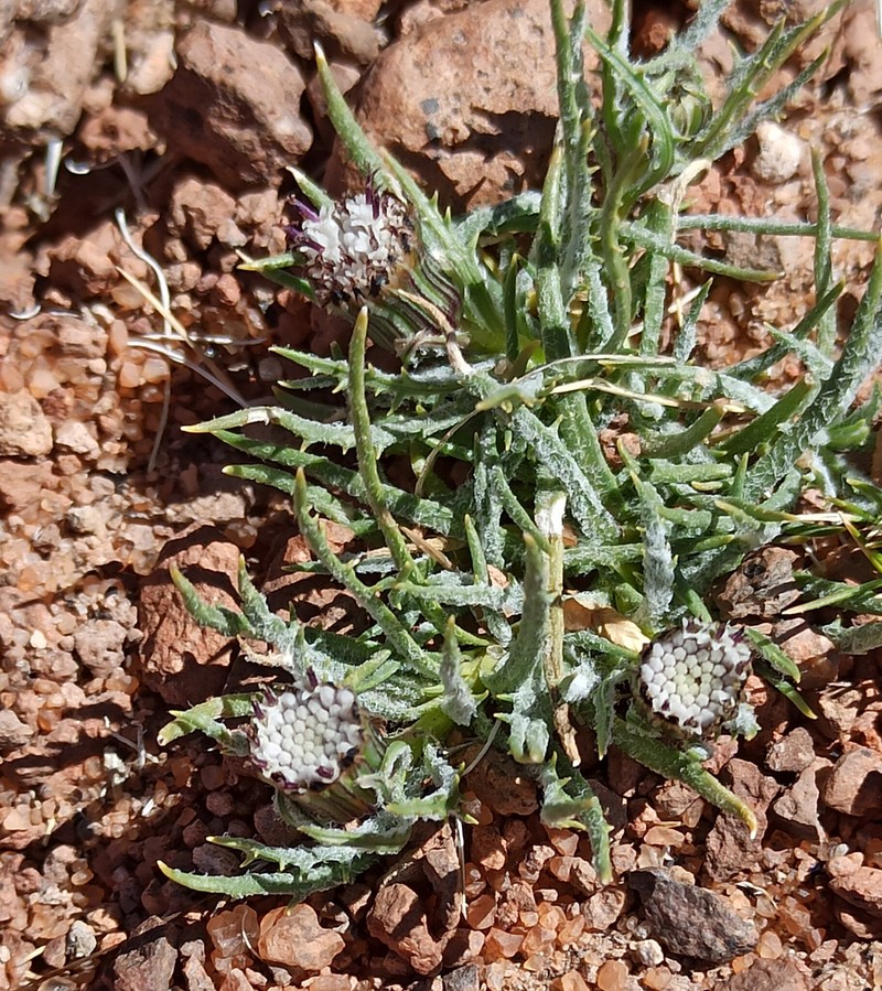 Senecio scorzonerifolius photo 8