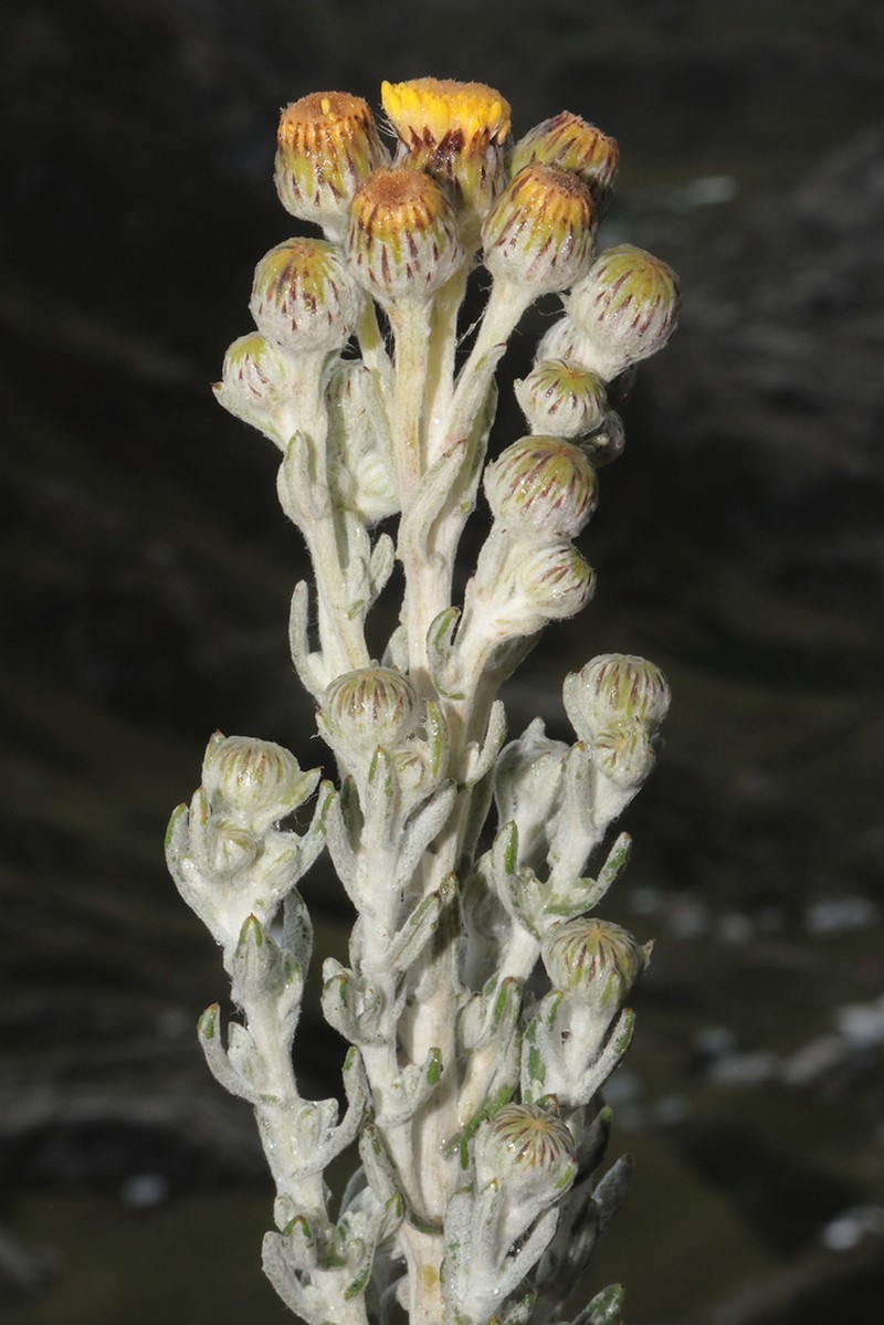 Senecio scrobicarioides photo 2