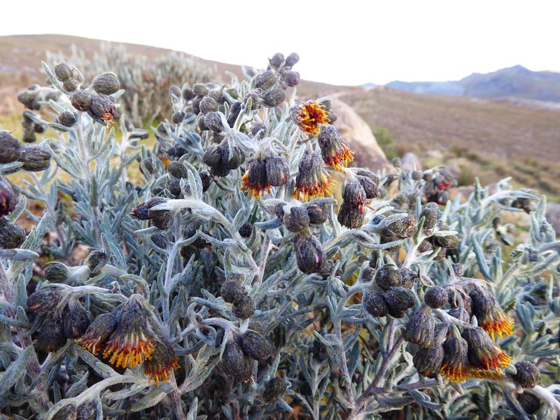Senecio scrobicarioides photo 3