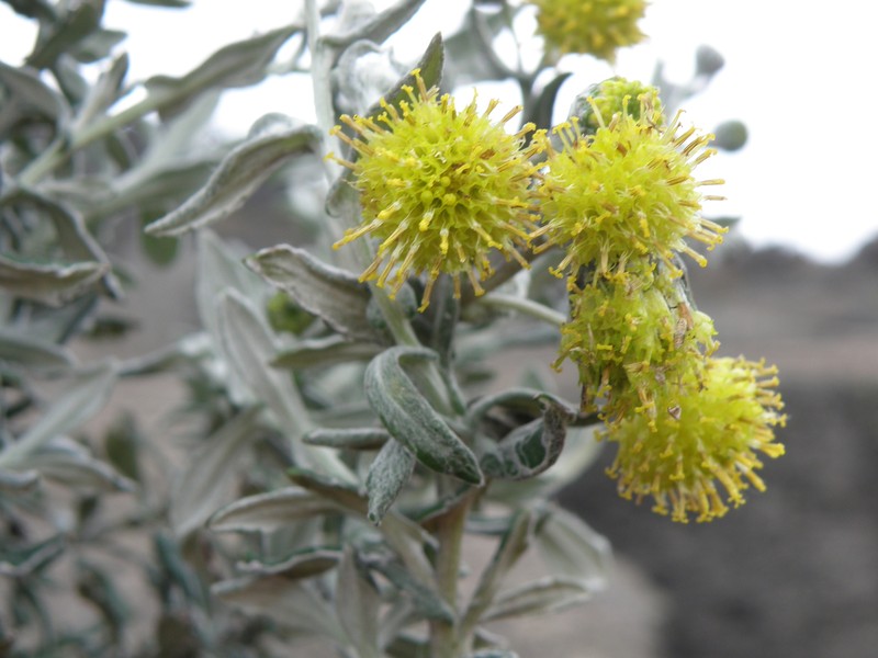 Senecio scrobicarioides photo 5