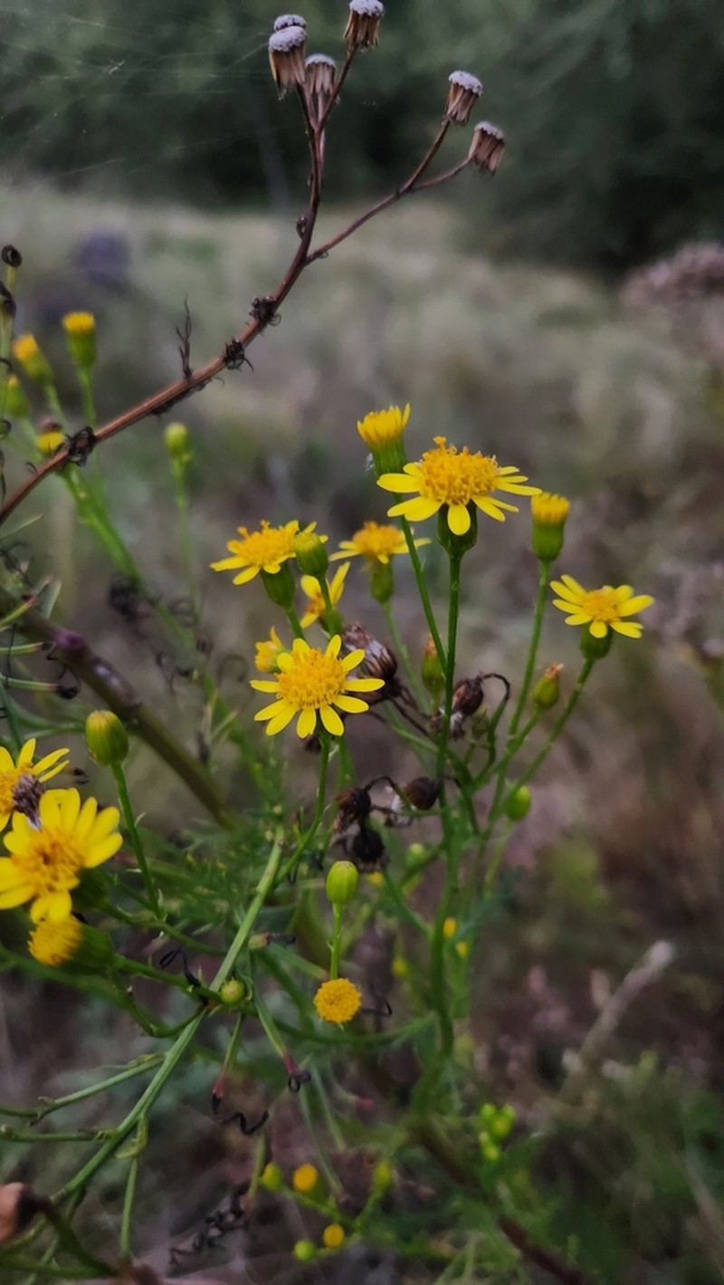 Senecio sectilis