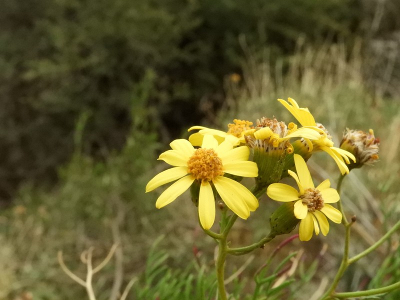 Senecio sectilis photo 2