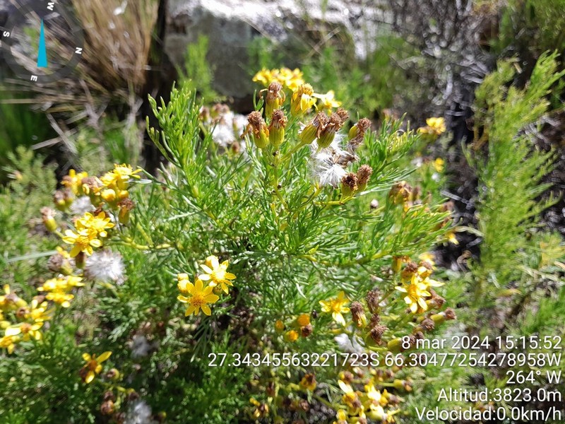 Senecio sectilis photo 3