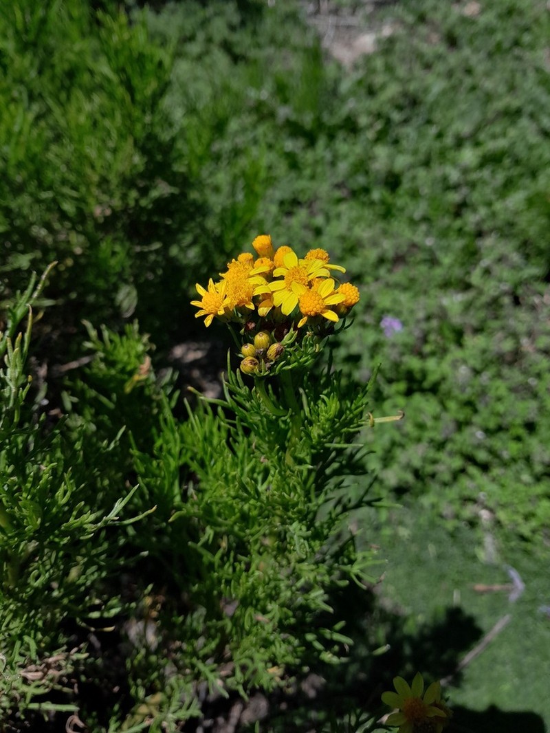 Senecio sectilis photo 4