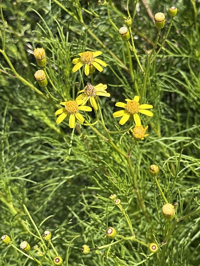 Senecio sectilis photo 5