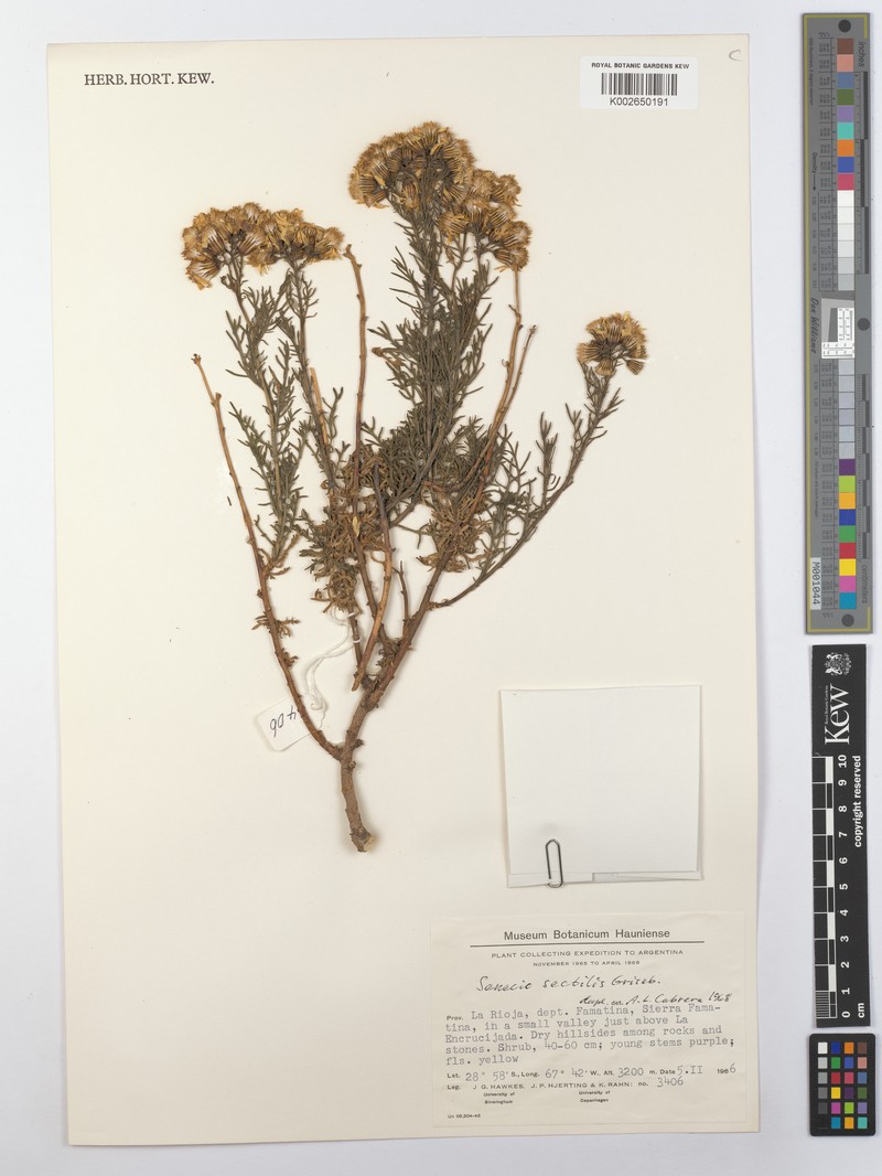 Senecio sectilis photo 6