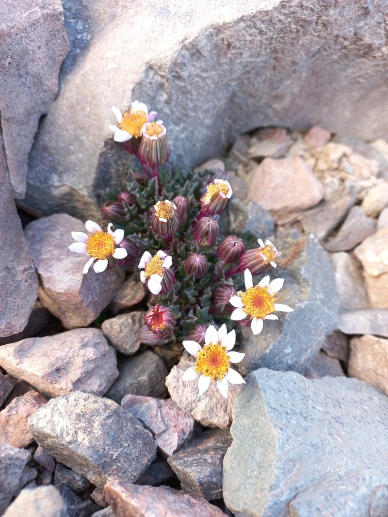 Senecio segethi