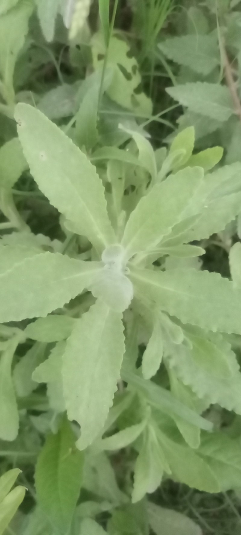 Senecio selloi photo 2