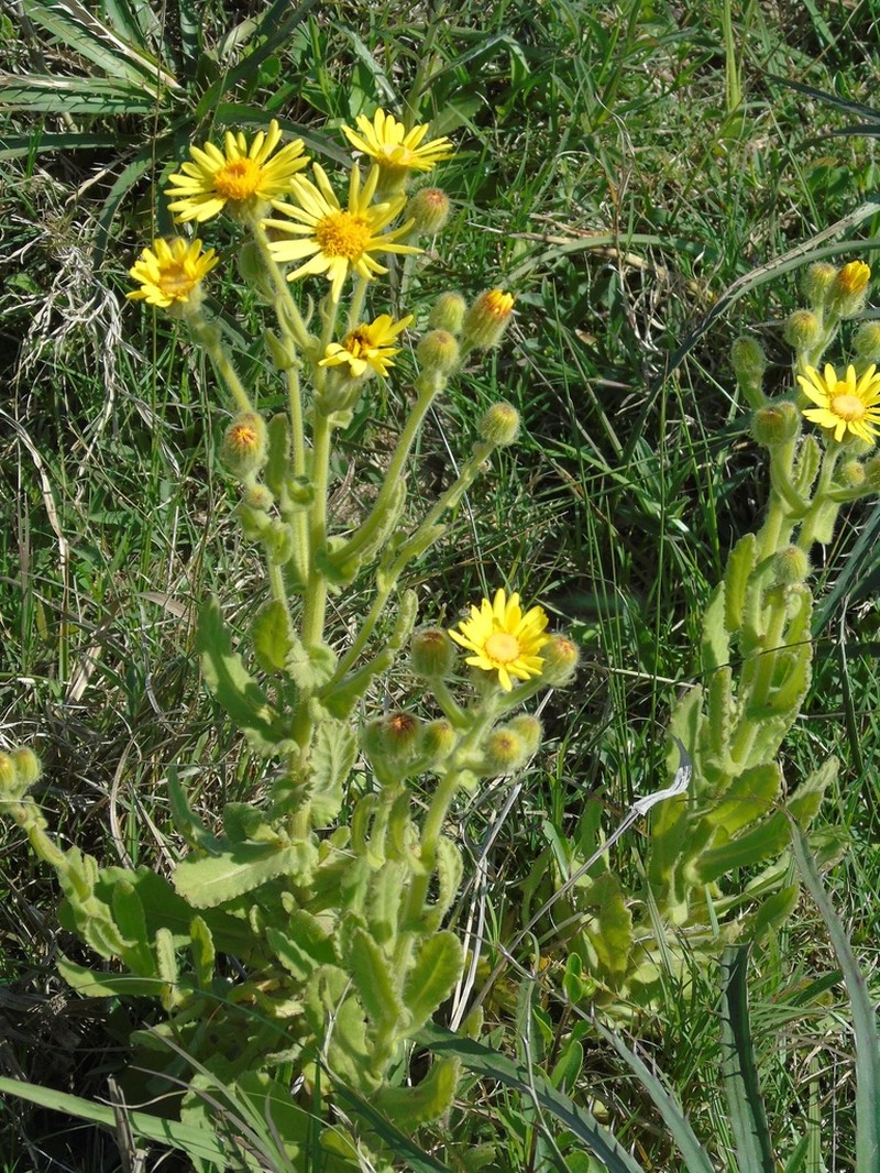Senecio selloi photo 3