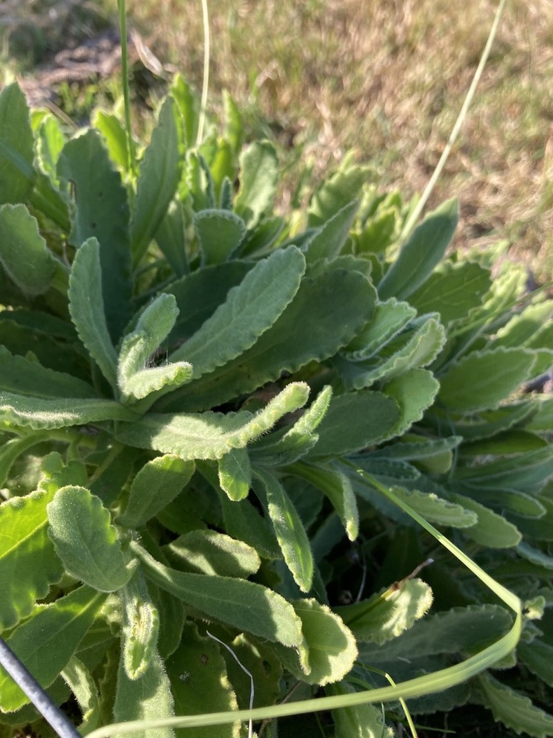 Senecio selloi photo 4