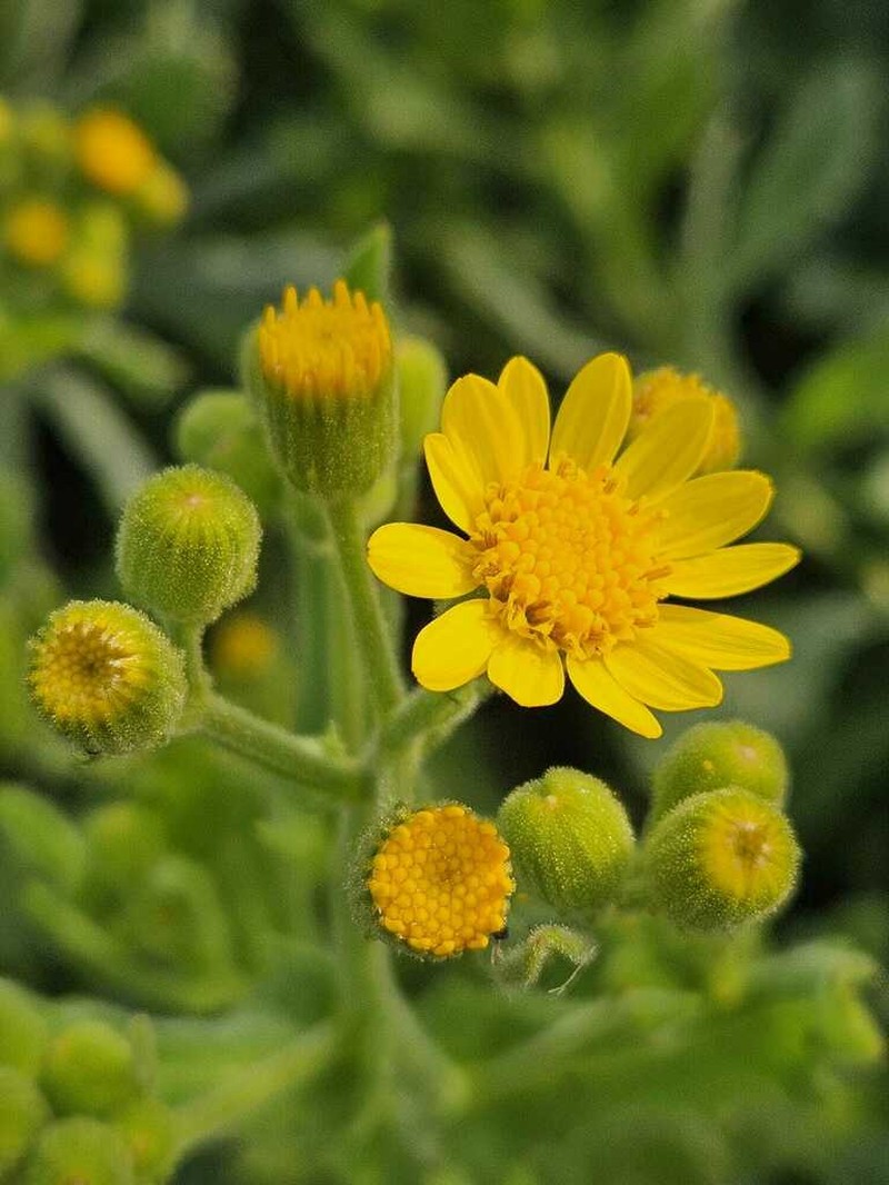Senecio selloi photo 5