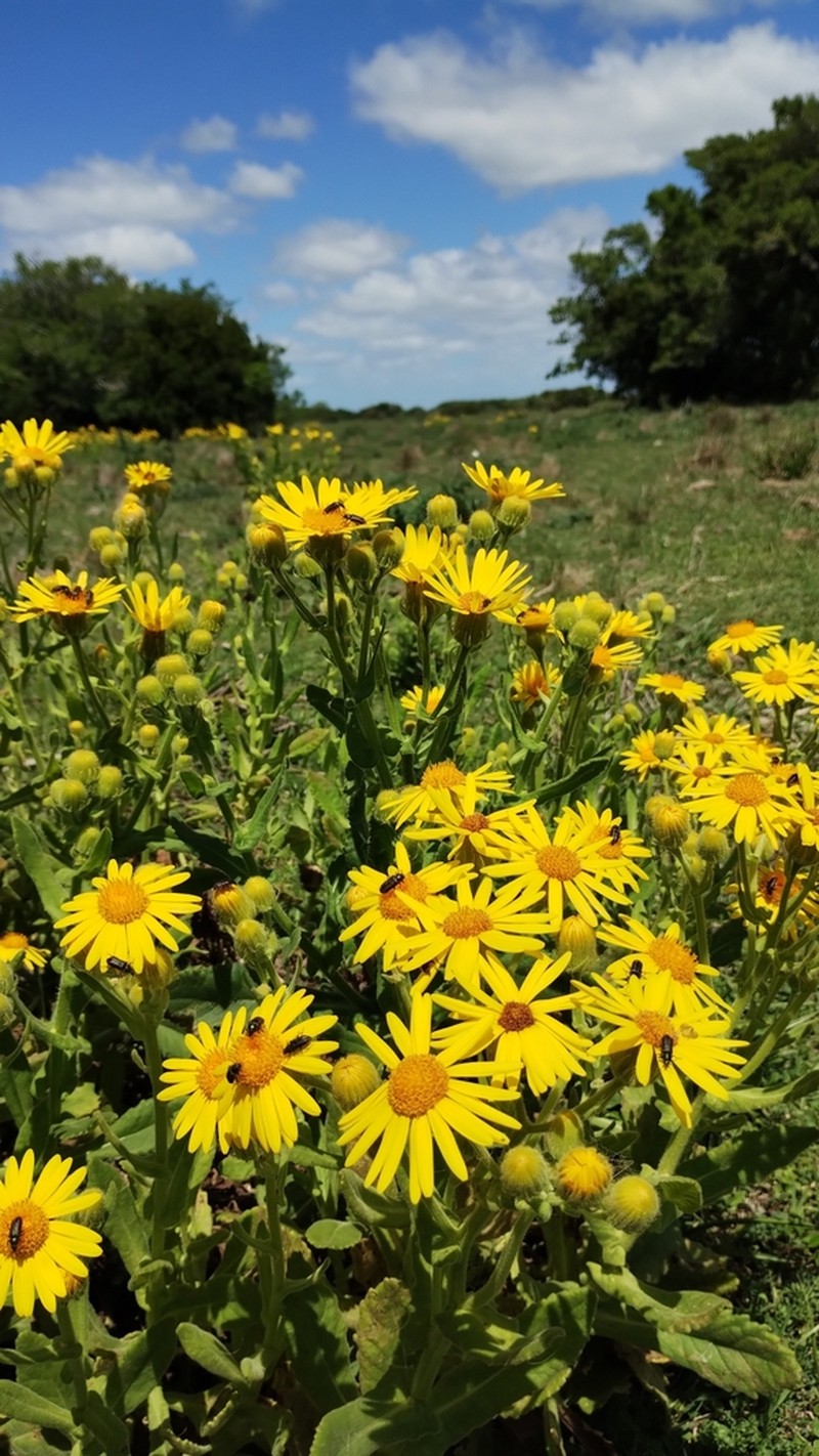 Senecio selloi photo 6