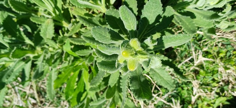 Senecio selloi photo 8