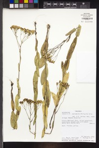 Senecio semiamplexifolius
