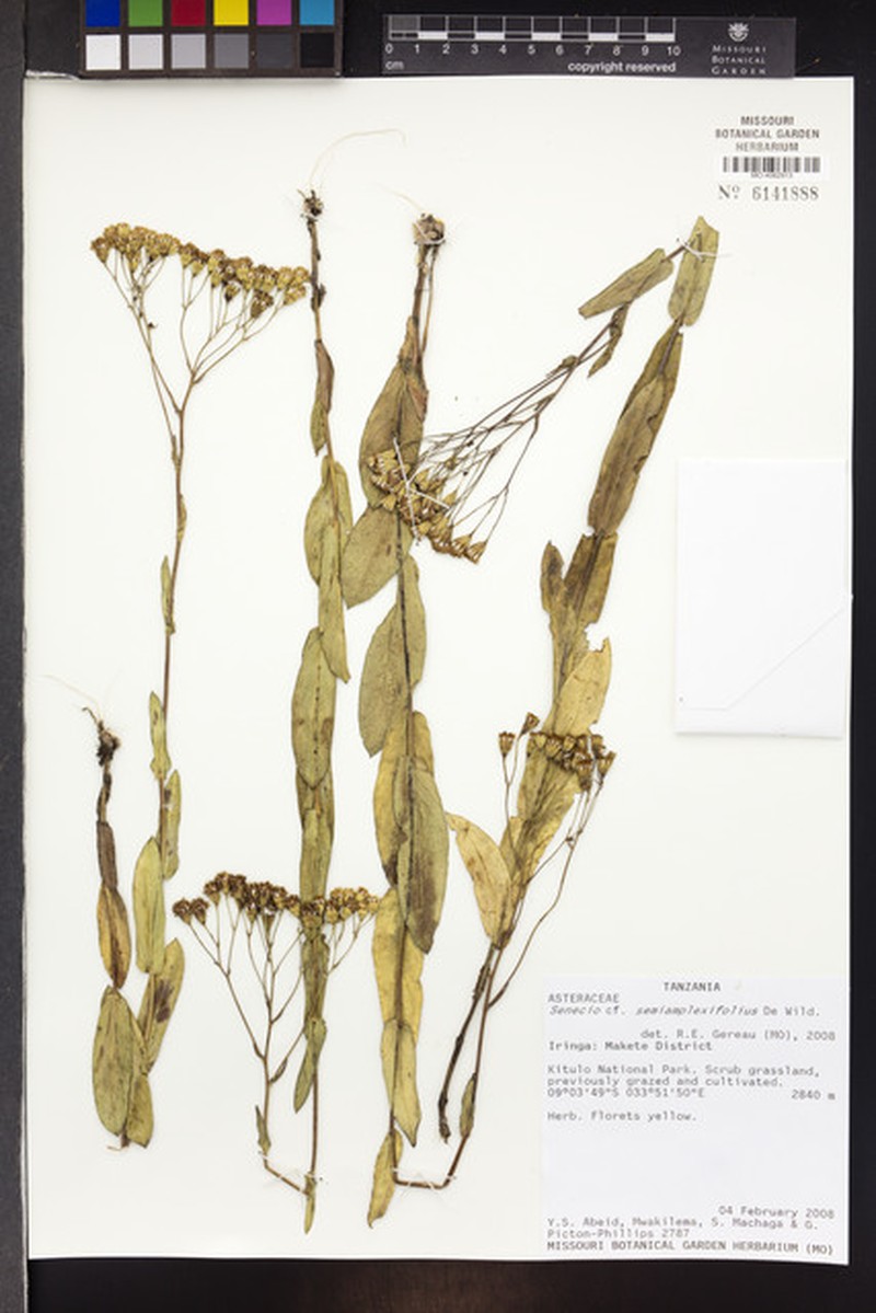 Senecio semiamplexifolius