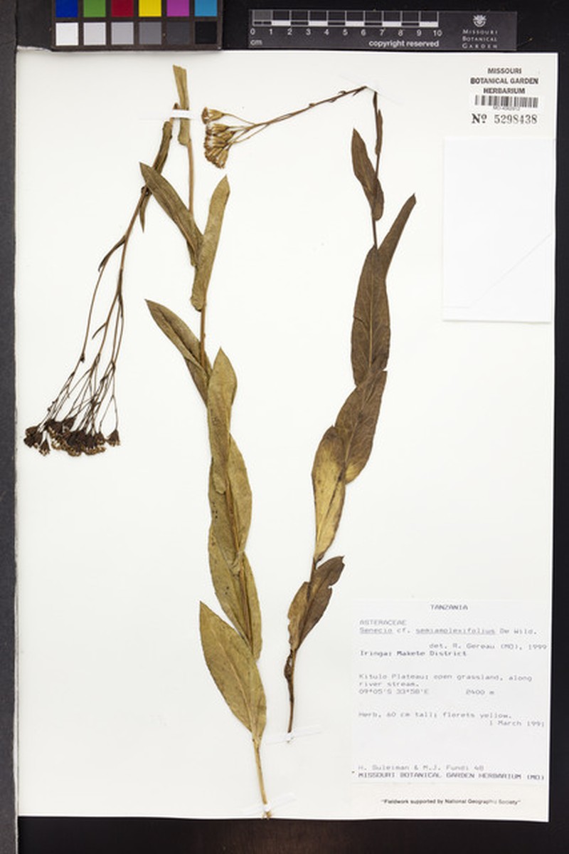 Senecio semiamplexifolius photo 2