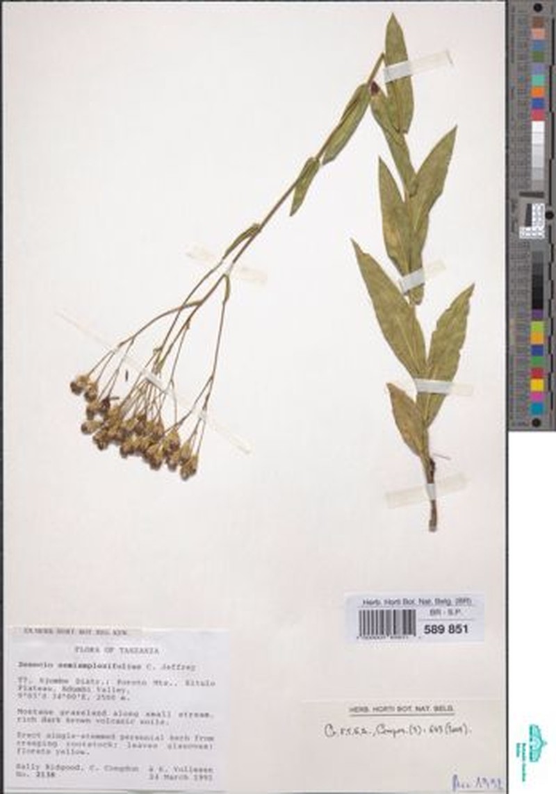 Senecio semiamplexifolius photo 3