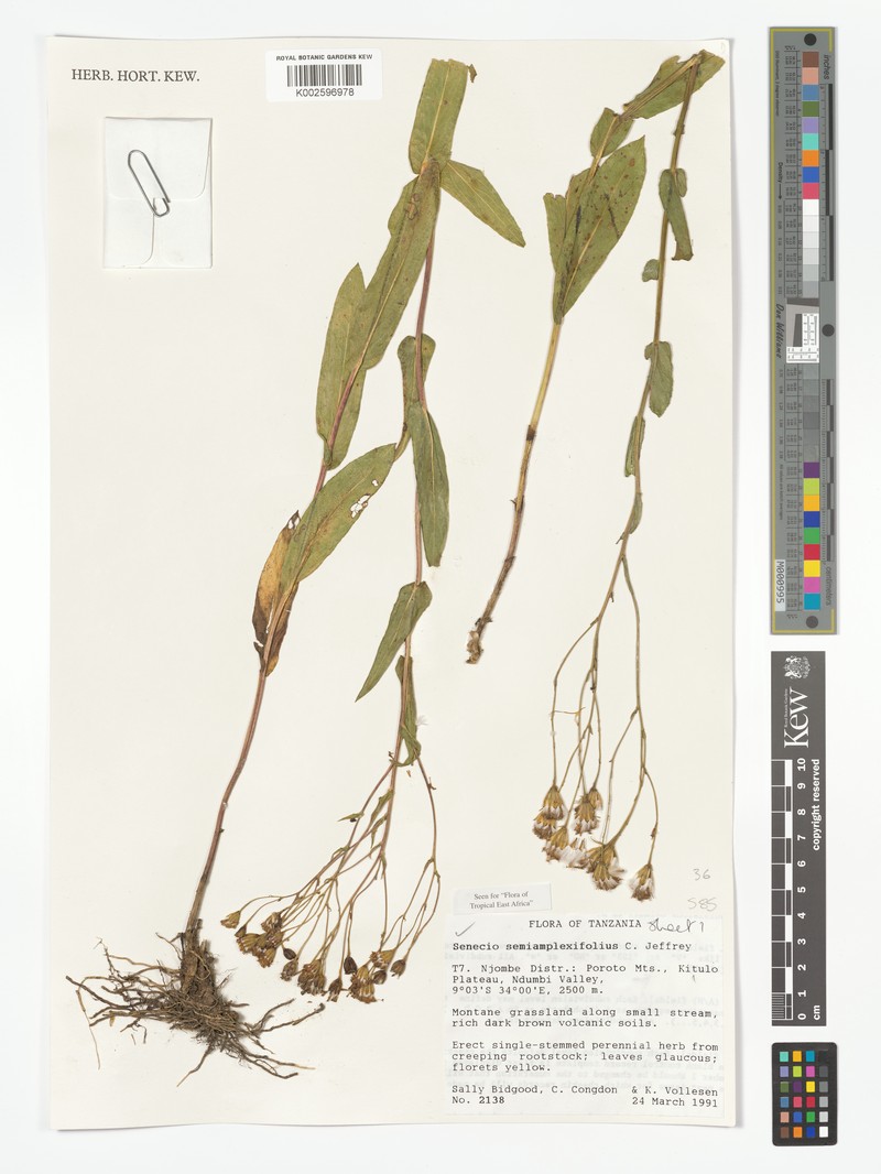 Senecio semiamplexifolius photo 4